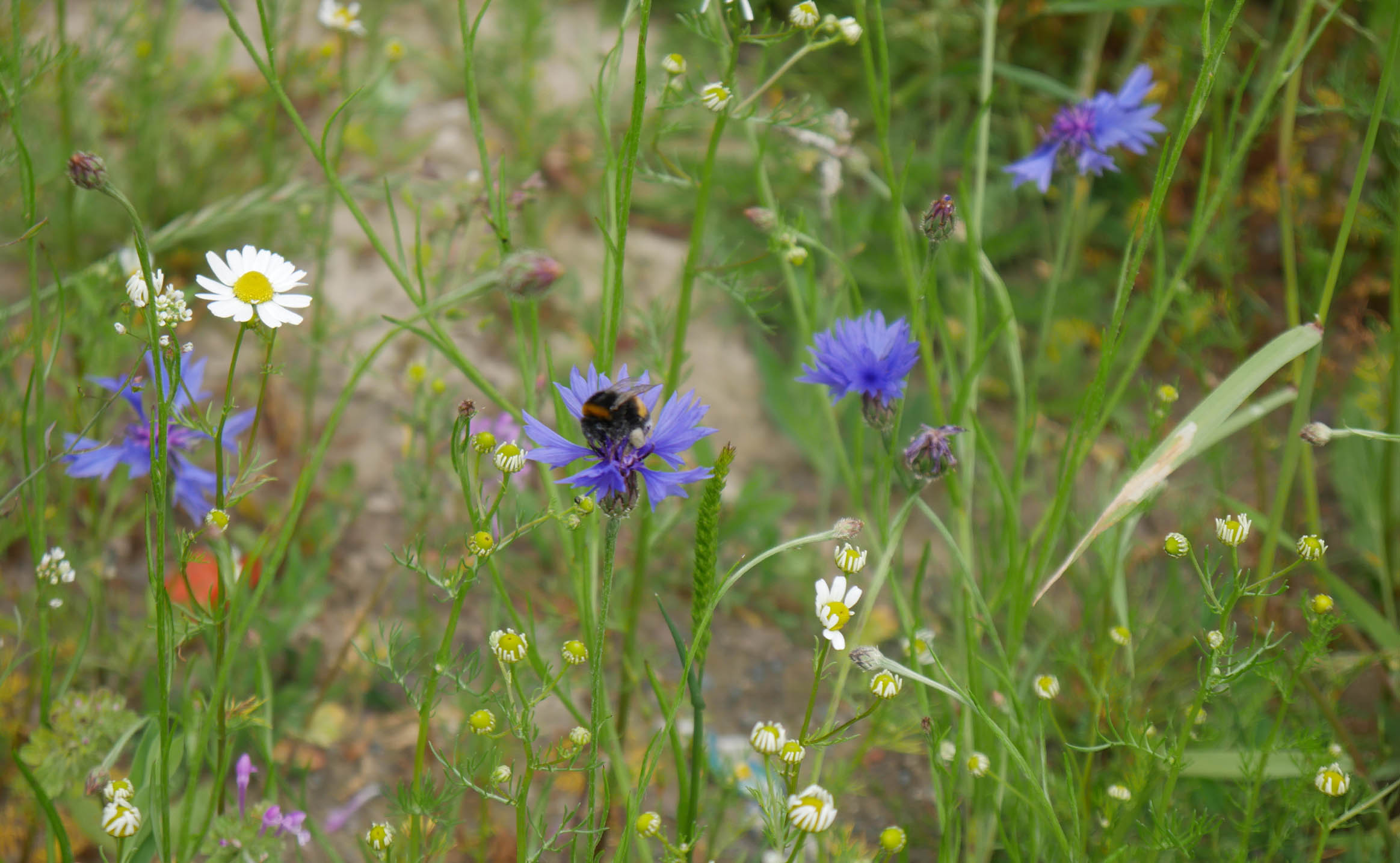 Halfar Blog – Wie Insekten durch nachhaltige Maßnahmen geschützt werden